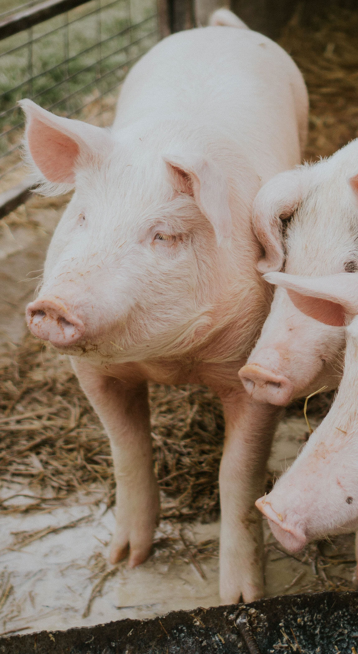 Pigs Pigs